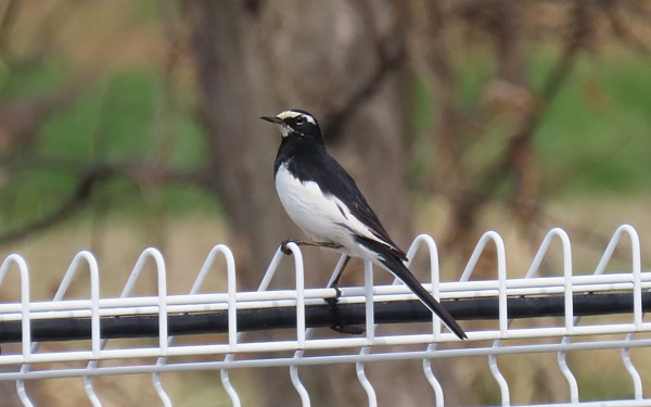 �Z�O���Z�L���C